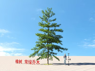 Evergreen Oak Arbor 18 Meters Tall With Person Standing Under Blue Sky 3d model