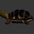 Reptile Tortoise With Red And Green Patterned Shell Green Head And Brown Limbs