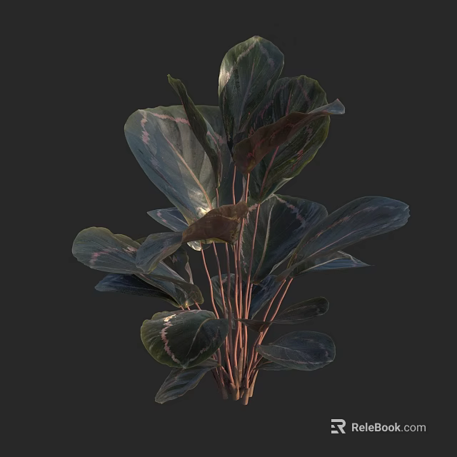 Ornamental Leaf Plant with Large Dark Green Leaves Purple Stripes and Red Stems 3d model 
