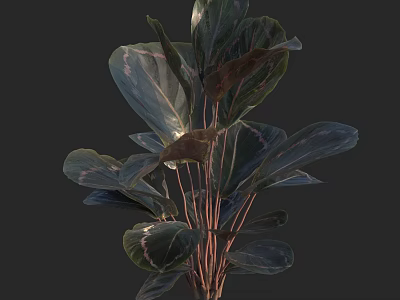 Ornamental Leaf Plant with Large Dark Green Leaves Purple Stripes and Red Stems 3d model