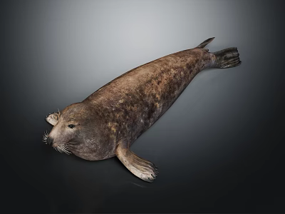 Realistic Seal 3D Model With Brownish Spotted Texture And Sleek Body On Dark Background 3d model