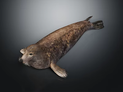 Realistic Seal 3D Model With Brownish Spotted Texture And Sleek Body On Dark Background 3d model