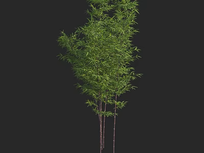 Bamboo Plants With Green Leaves And Multiple Slender Poles In Natural Growth 3d model