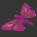 Modern Butterfly Moth Colored Butterfly 3d model