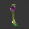 Anatomical Leg Organ Structure with Hair and Black Protective Gear Blue Trim