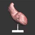 Anatomical Organ And Hair Structure Model With Red Texture On White Display Stand
