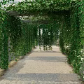 Lush Green Vines Covered Arched Pergola With Gravel Path And Sunlight Filtering