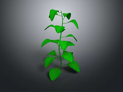 Vibrant Green Plant With Upright Stem And Fresh Green Leaves On Gray Background 3d model