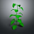 Vibrant Green Plant With Upright Stem And Fresh Green Leaves On Gray Background