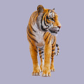 The Modern Tiger 3d model