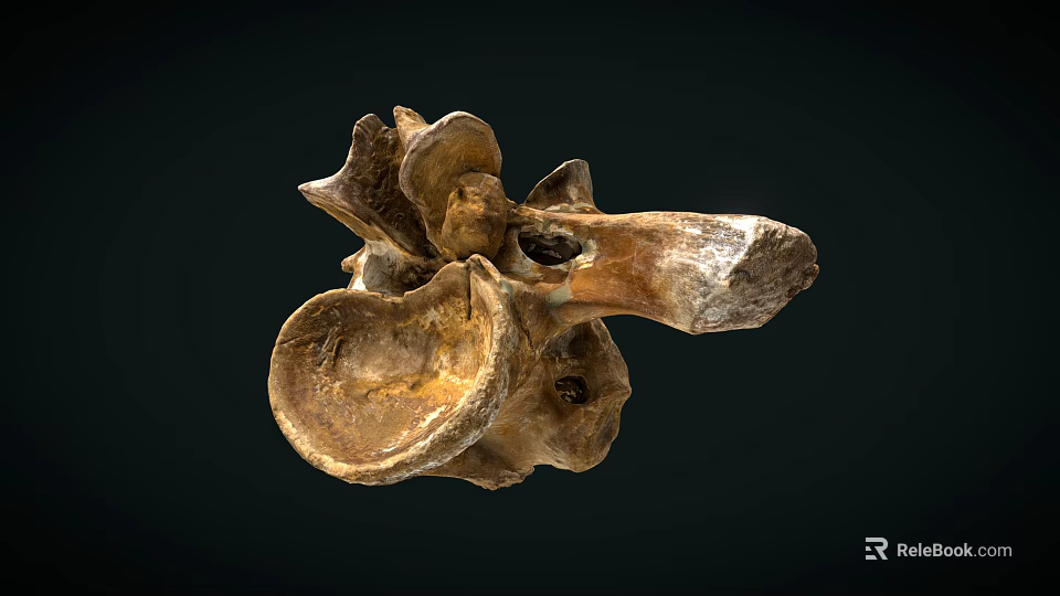 Ancient Fossil Of Prehistoric Vertebrae Featuring Brownish Texture And Irregular Shape On Dark Background 3d model 
