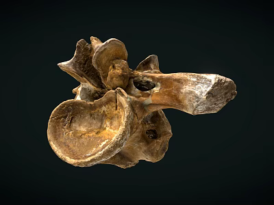 Ancient Fossil Of Prehistoric Vertebrae Featuring Brownish Texture And Irregular Shape On Dark Background 3d model