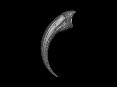 Detailed Silver Curved Claw Shaped Decorative Metal Object On Black Background 3d model