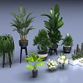 Indoor Potted Plants Large Green Plants Small Succulents White Flowers And Different Pots With Stands
