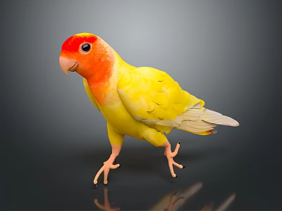 Yellow Parrot With Red Head And White Wings Standing On Smooth Surface Dark Background 3d model