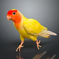 Yellow Parrot With Red Head And White Wings Standing On Smooth Surface Dark Background 3d model