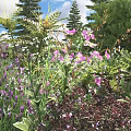 Lush Green Shrubs With Purple And Pink Flowers In Natural Garden Landscape