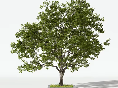 Lush Arbor With Green Leaves Thick Trunk And Grass Base 3d model