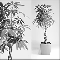 Lush Green Plants With Dense Foliage And Braided Trunk In Square Planters