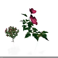 Small And Tall Plants With Pink Flowers Green Leaves And Visible Roots