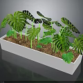 Monstera and Tropical Plants in White Rectangular Planter with Large Green Leaves and Brown Soil