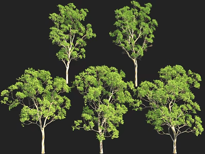 Group of Lush Green Arbor Trees With Dense Foliage And Tall Trunks 3d model