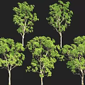 Group of Lush Green Arbor Trees With Dense Foliage And Tall Trunks