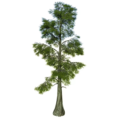 Tall Arbor With Distinct Trunk And Lush Green Foliage In Natural Environment 3d model