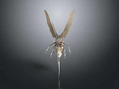 Detailed 3D Rendered Insect Model With Large Wings Slender Body And Antennae 3d model