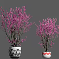 Bonsai Plants with Pink Blossoms in Stylish Black White and Red White Wave Pattern Planters