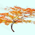 Tall Tree with Vibrant Orange and Yellow Autumn Leaves and Spreading Branches