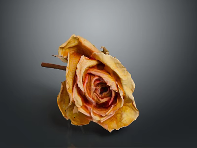 Natural Dried Rose Plant with Orange Yellow Wilted Petals on Gray Background 3d model