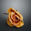 Natural Dried Rose Plant with Orange Yellow Wilted Petals on Gray Background