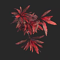 Vibrant Tree With Red And Dark Red Long Elongated Shiny Leaves