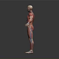 Medical Device 3D Human Anatomy Model Showing Muscles And Internal Organs