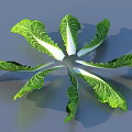 Fresh Green Cabbage Leaves With White Veins Arranged In Radial Pattern 3d model
