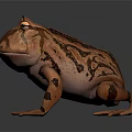 Brown and Beige Frog with Unique Markings and Rounded Body on Gray Background