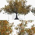 Arbor Trees with Orange Yellow Leaves in Various Growth Forms and Detailed Foliage
