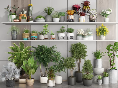 Various Potted Bonsai and Plants on Multiple Shelves Indoor 3d model
