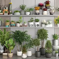 Various Potted Bonsai and Plants on Multiple Shelves Indoor