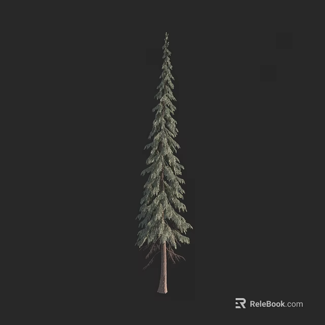 Tall Evergreen Arbor With Green Needle Leaves Slender Trunk Isolated On Black Background 3d model 