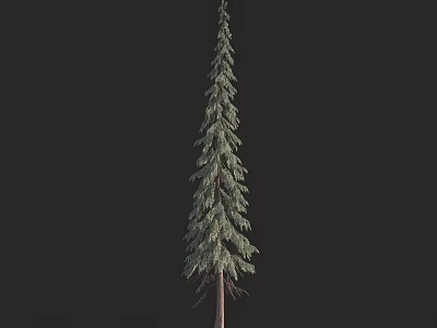 Tall Evergreen Arbor With Green Needle Leaves Slender Trunk Isolated On Black Background 3d model