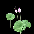 Pink Lotus Buds and Green Leaves with Small Insect on Black Background