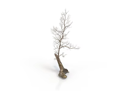 Bare Tree with Thick Trunk and Exposed Roots Against White Background 3d model