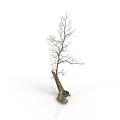 Bare Tree with Thick Trunk and Exposed Roots Against White Background 3d model