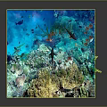 3D Rendered Underwater Terrain With Colorful Coral Fish And Marine Plants