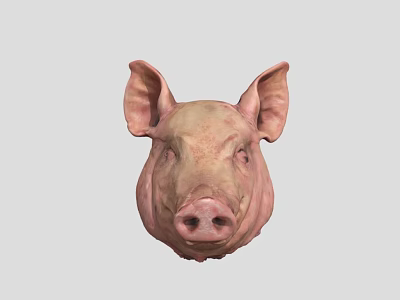 Pig Head Sacrifice 3d model Pig Head Sacrifice 3d model