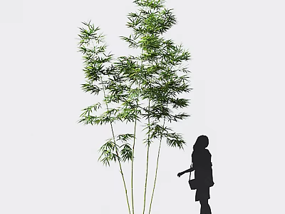 Bamboo Plants With Green Foliage And Silhouetted Figure 3d model