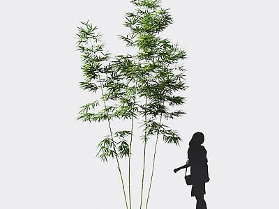 Modern bamboo mom bamboo cixiaozhu hard-headed yellow bamboo 3d model