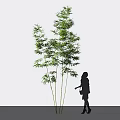 Bamboo Plants With Green Foliage And Silhouetted Figure